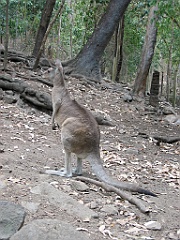 119 Cairns Tropical Zoo